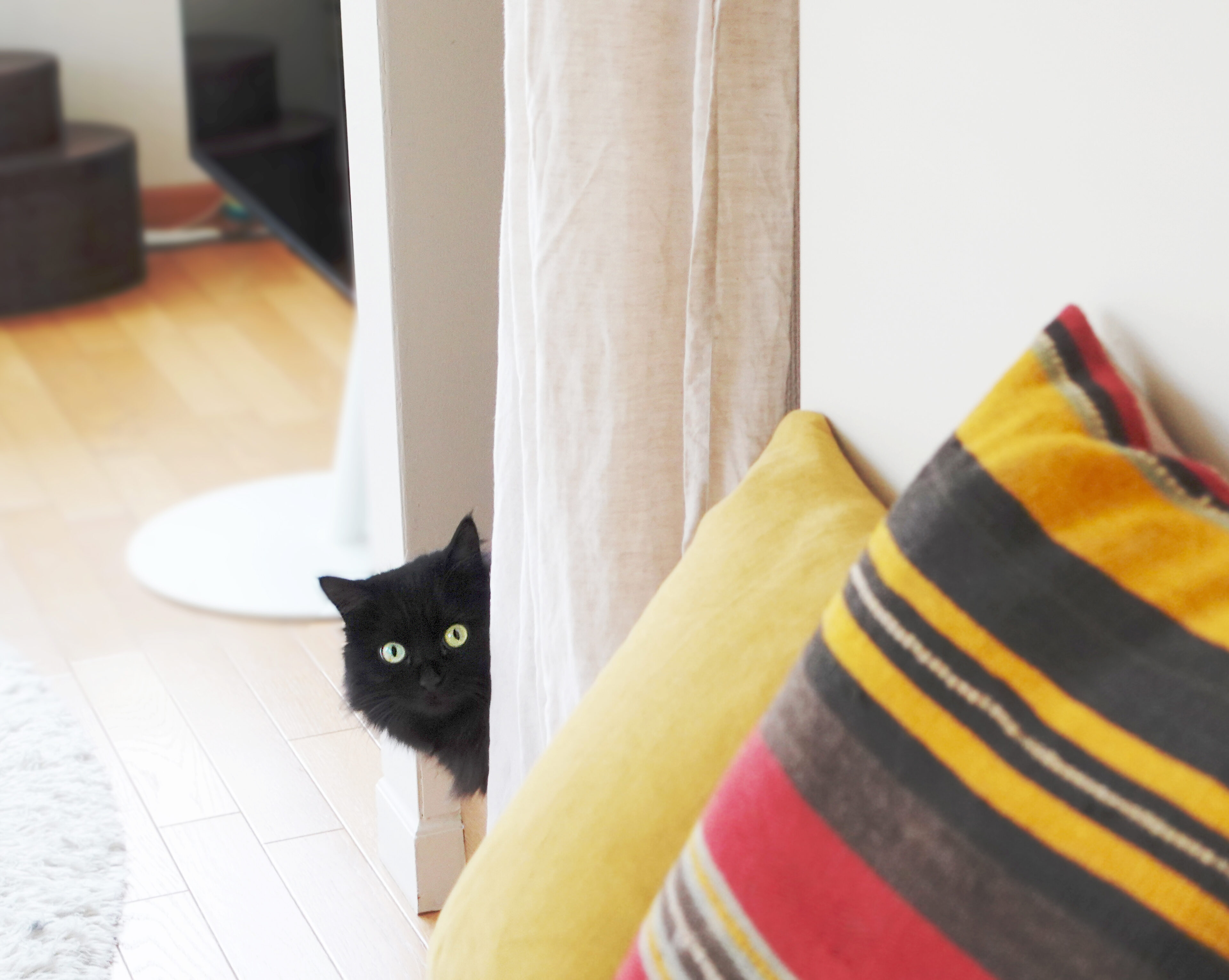 ネコから生まれたコレクション_2 - 黒の研究所