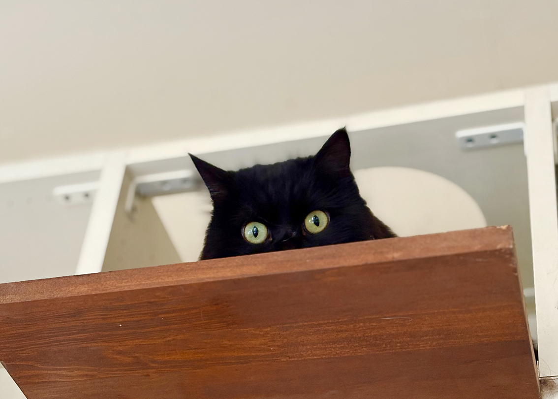 最終回 あらためて、黒猫の魅力とは?